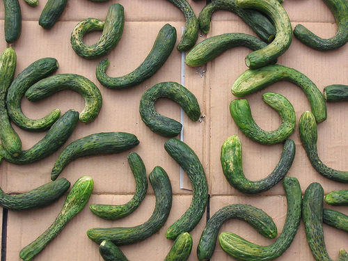 Crooked Cucumbers