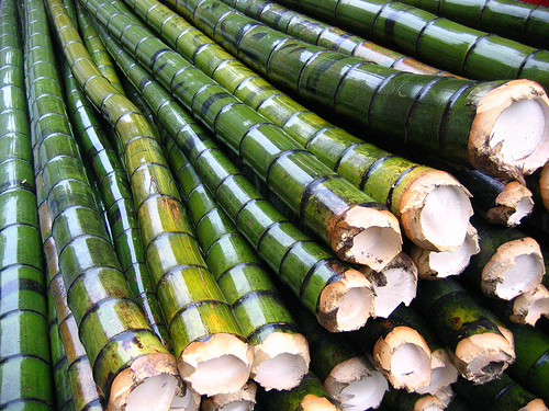moganshanbamboo.jpg